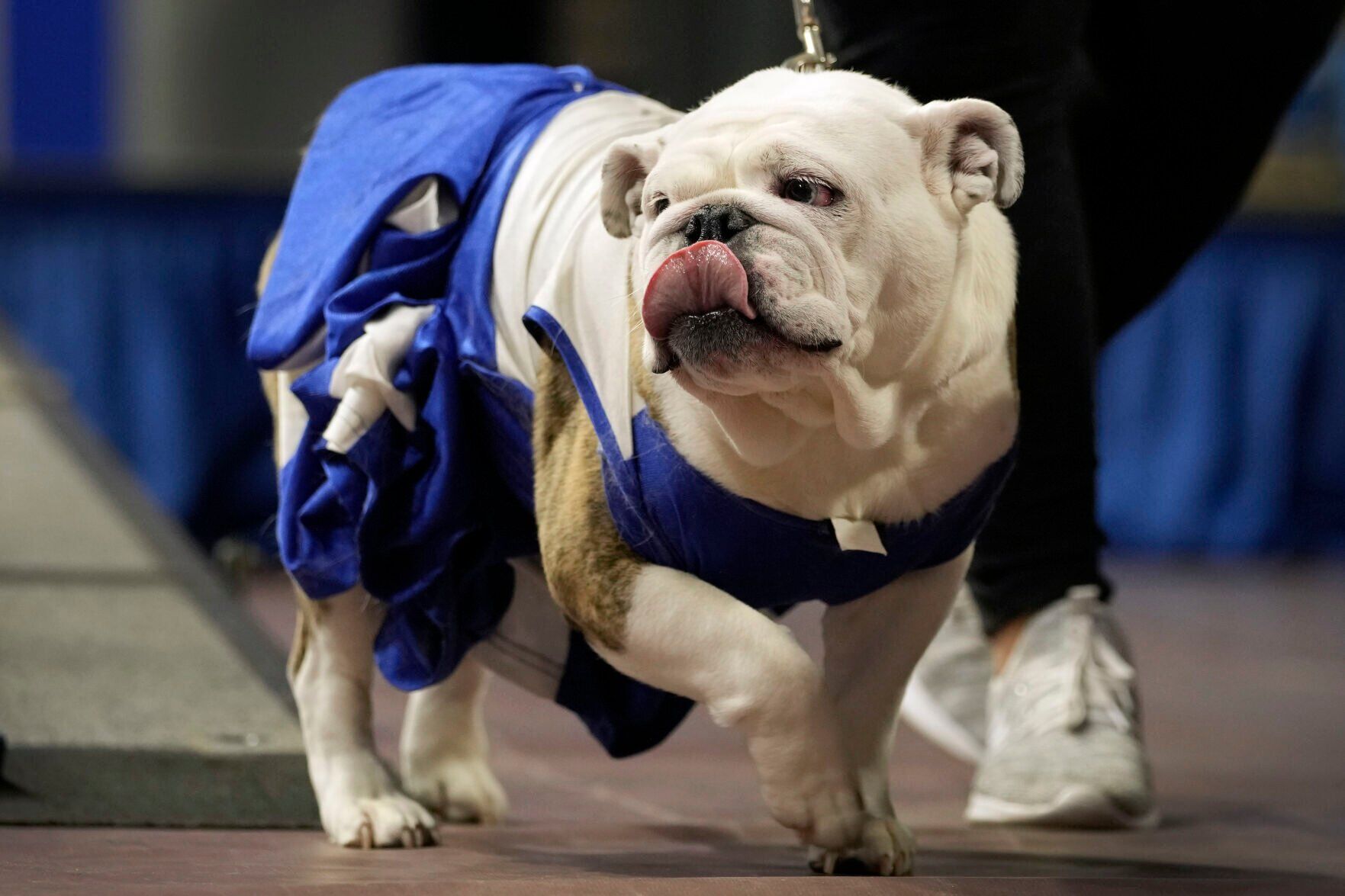 Beautiful Bulldogs